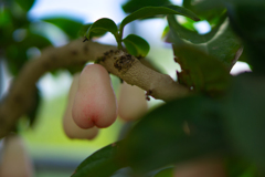 マレーアップル