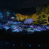 高山植物園ライトアップ