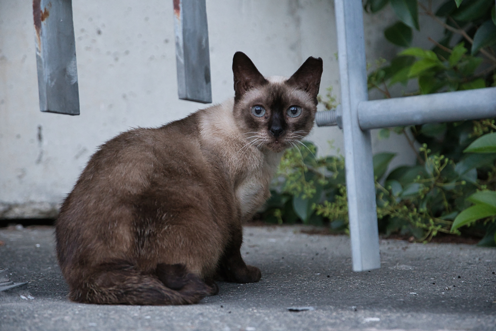 野良シャム猫１