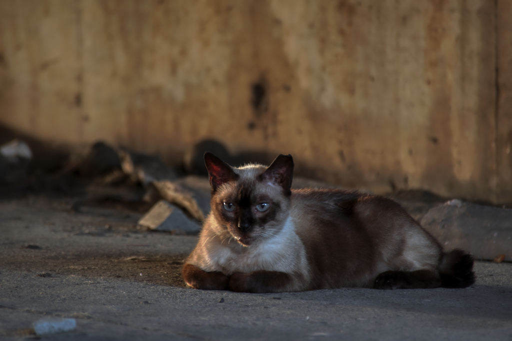 野良シャム猫２