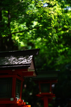 参道の青紅葉