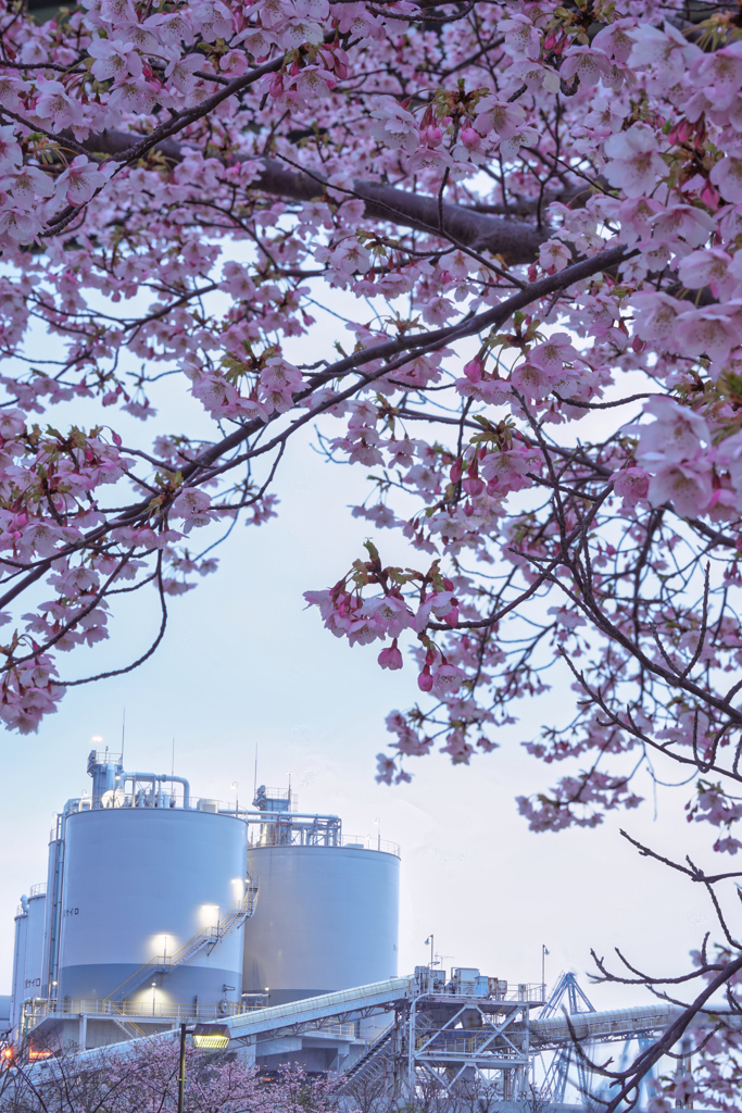 河津桜with工場