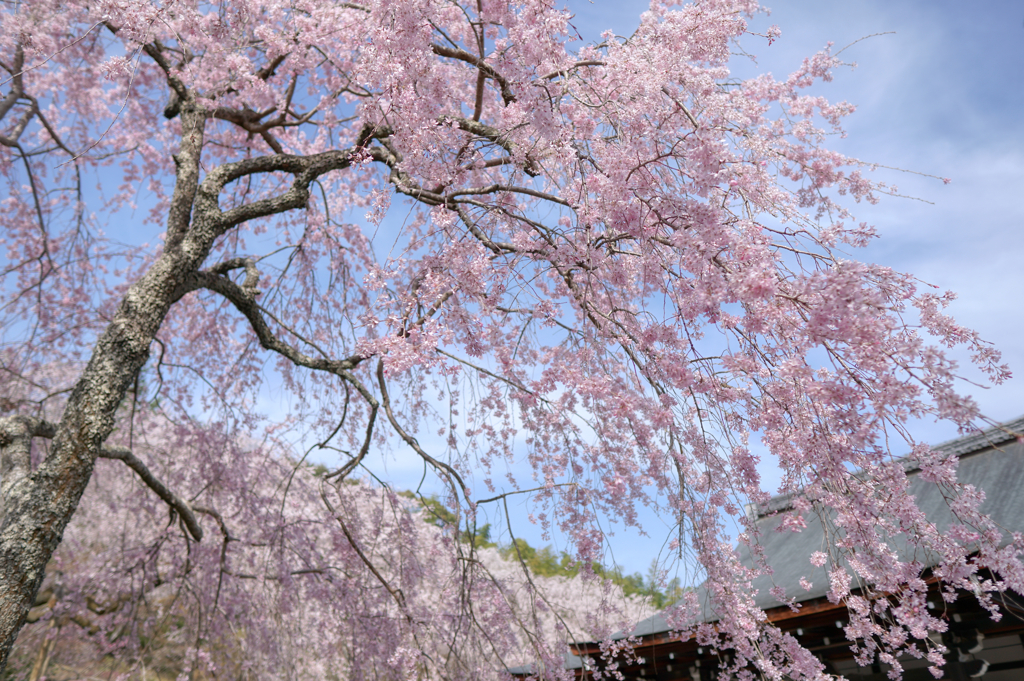 天龍寺の枝垂れ桜