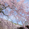 天龍寺の枝垂れ桜