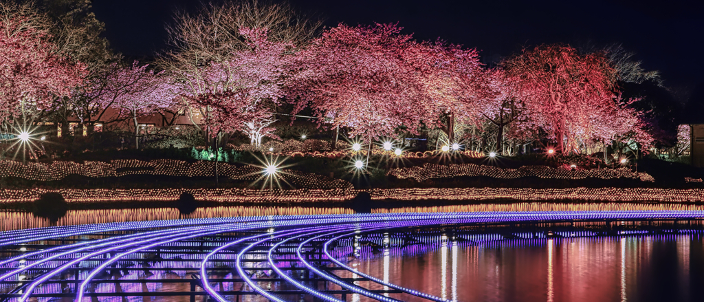 河津桜（ライトアップ）