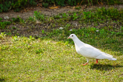 公園を歩く白い鳩