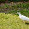 公園を歩く白い鳩