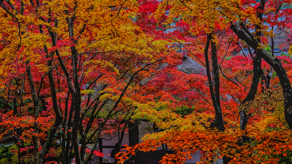  常寂光の紅葉