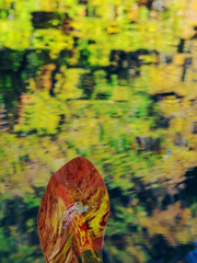 四万湖 紅葉カヤック2021