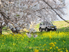 桜とL型パジェロ