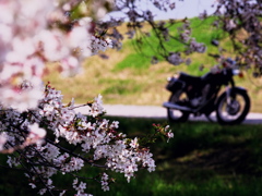 桜とSR400