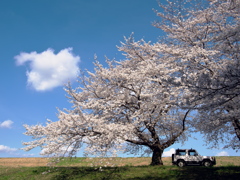 桜とL型パジェロ
