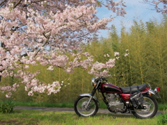桜とSR400
