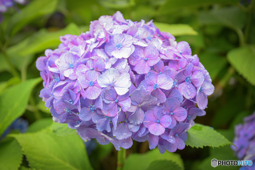 紫陽花