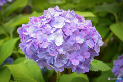 紫陽花