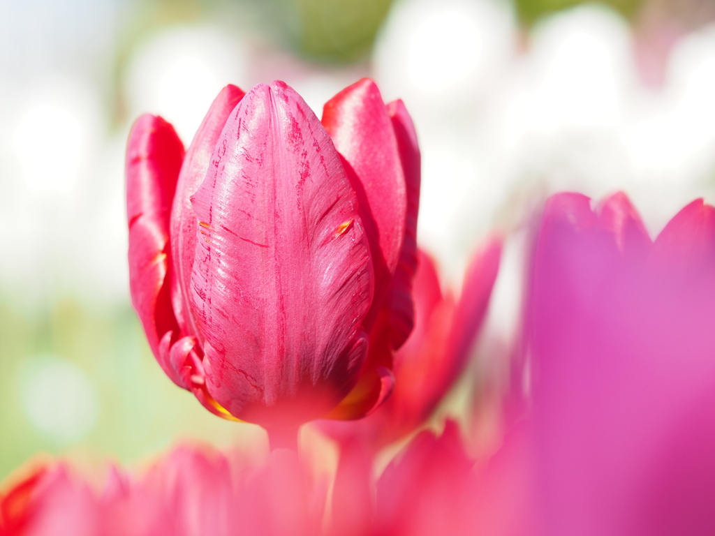 ピンクツイスト