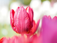 ピンクツイスト