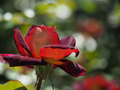 ブラックゴールド