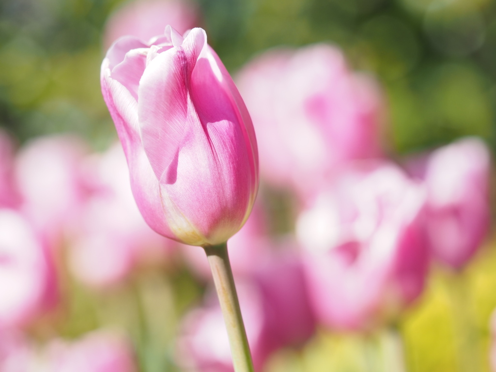 アイスチューリップ