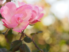 冬バラ
