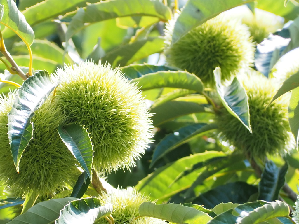 秋が楽しみです