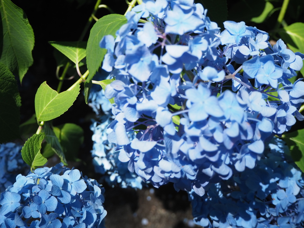 紫陽花ハート