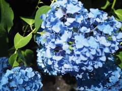 紫陽花ハート