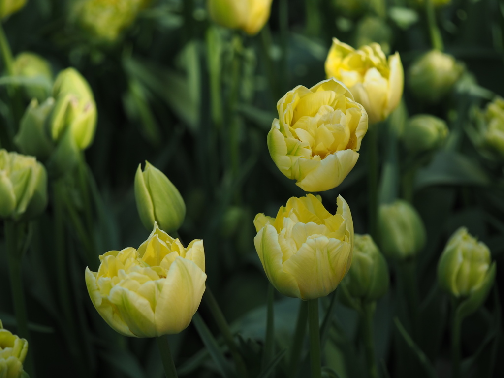 アイスチューリップ