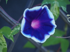 あさがお