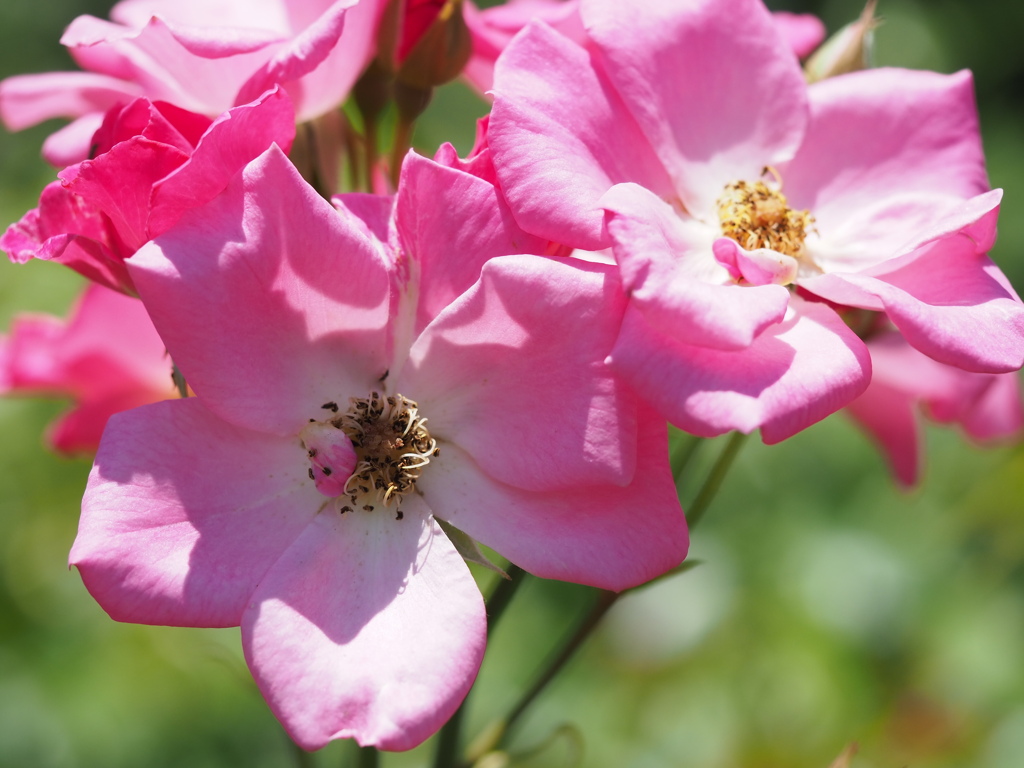 カウンテイフェア