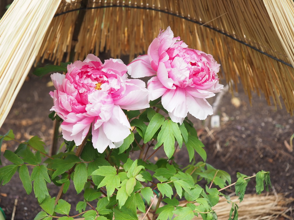 寄り添いながら