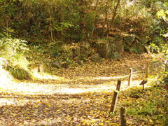 サクサク秋の山道