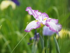 花菖蒲