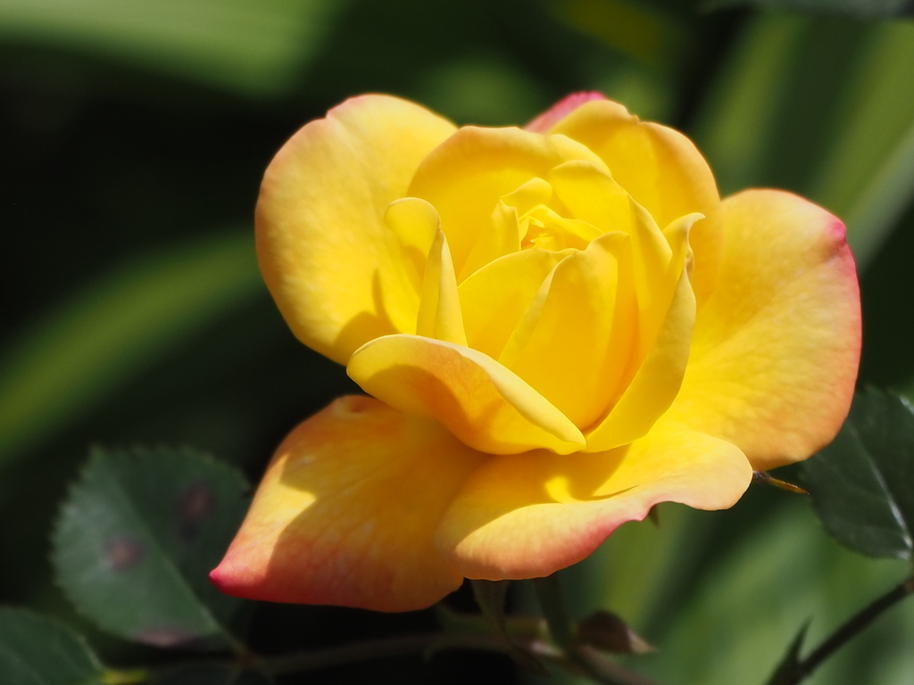 薔薇