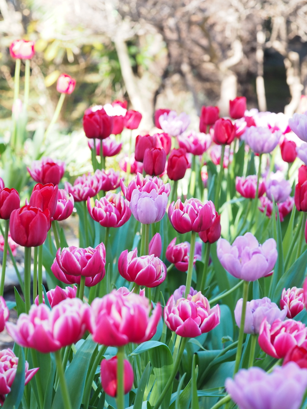 アイスチューリップ