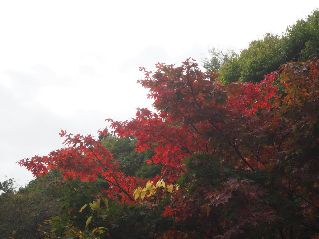 紅葉