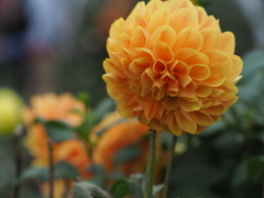 オレンジサンシャイン