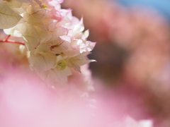 ブーゲンビリア