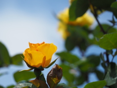 黄色のワンポイント