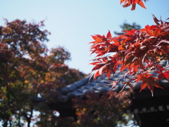 紅葉