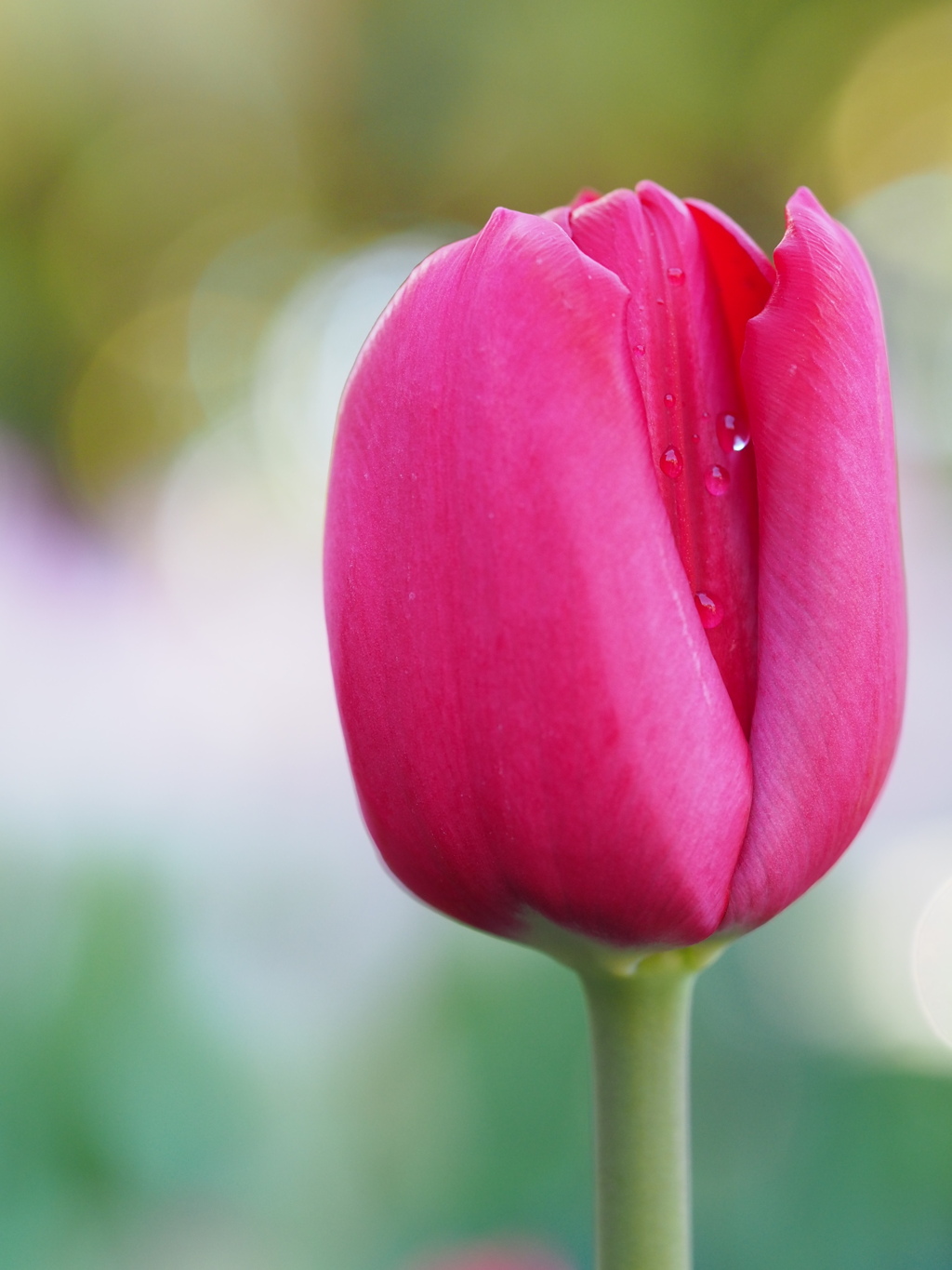 イルドフランス