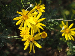 重なりあって、寒さをしのぐ