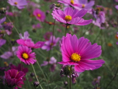 コスモス