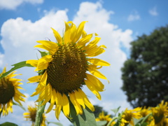 夏を感じる花