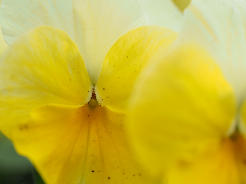 黄色いトンネルこの先は