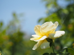 アンドレグランディア