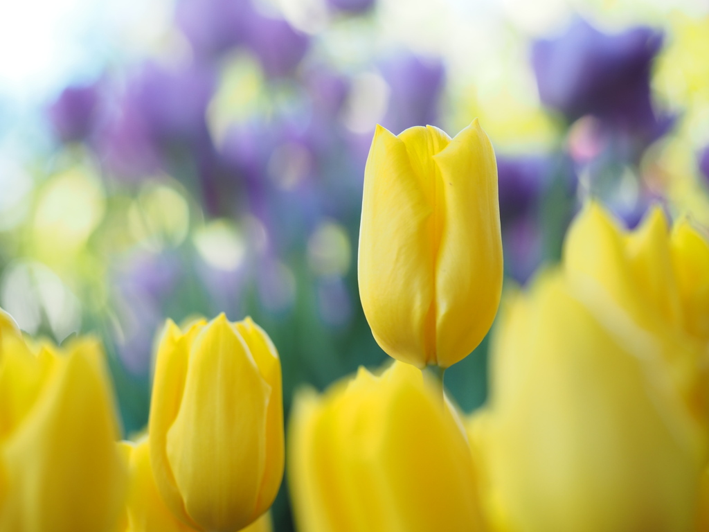 アイスチューリップ