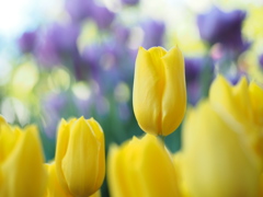 アイスチューリップ