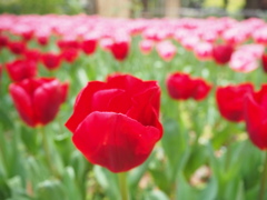 赤からピンクへ