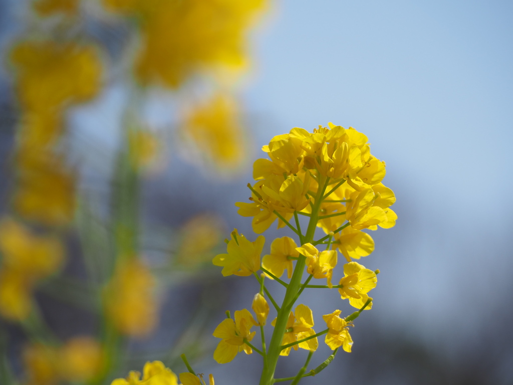 菜の花